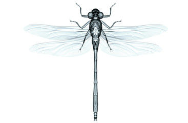 xray image of an insect isolated on white with clipping path, 3D