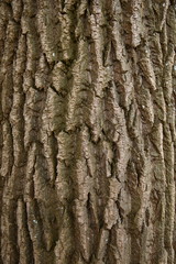 bark/ bark of a tree 