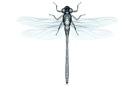 xray image of an insect isolated on white with clipping path, 3D