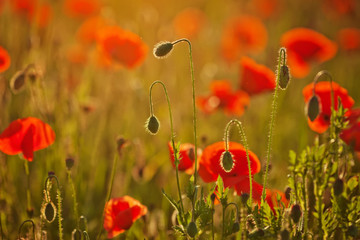 Naklejka premium Poppy buds at sunset. Closeup image