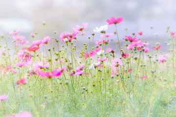Obraz na płótnie Canvas Cosmos flowers in the garden soft blur background in pastel retro vintage style.