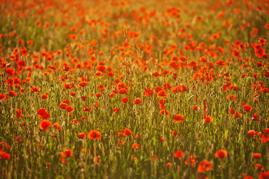 Poppy field at sunset © fadzeyeva