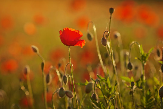 Red poppy on  background at sunset. Close up