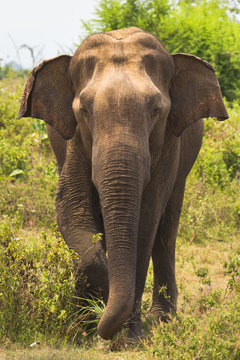 Elephant stands in front and tearing trunk grass, Sri Lanka, Cey