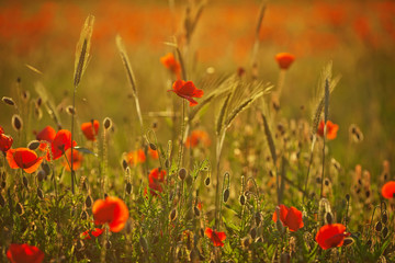 Red poppy on  background at sunset. Close up