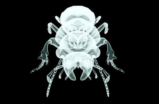 xray image of an insect isolated on black with clipping path, 3D