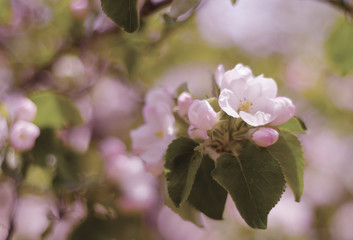 Out-of-focus silhouettes of beautiful flowers in the morning mist (very shallow DOF, selective focus on the petals and buds)