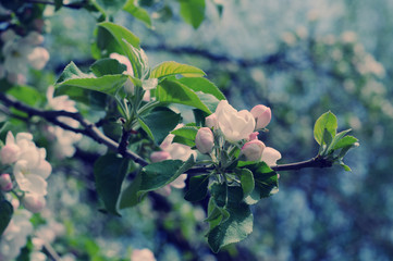 Beautiful blurred apple-tree flowers in the morning mist, retro style