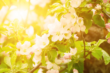 Apple tree flower blossoming at spring time, floral sunny natural background