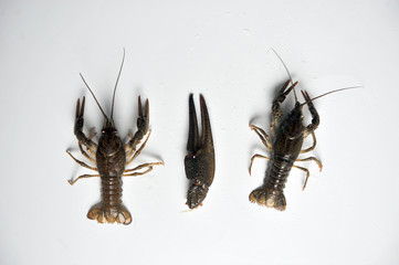 little Crayfish and big clawon a white background.