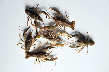 inverted crayfish and many other close