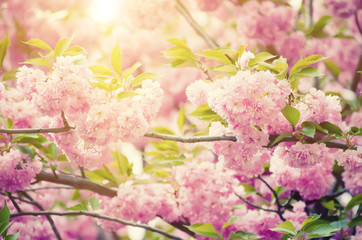 Fresh pink flowers of sakura growing in the garden, natural spring outdoor background with sun shining and copy space