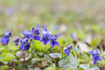 Common violet in the springtime