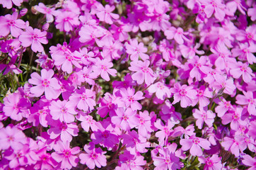 Sunlit pink flowers as a beautiful floral background (shallow DOF, selective focus)