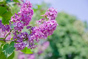 Beautiful sunlit pink lilac flowers, shallow DOF (with copy space on the right for your text)