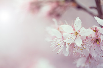 Cherry blossoms sakura