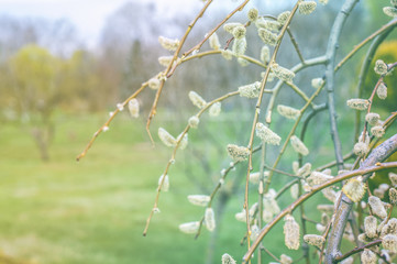 Buds blooming in spring