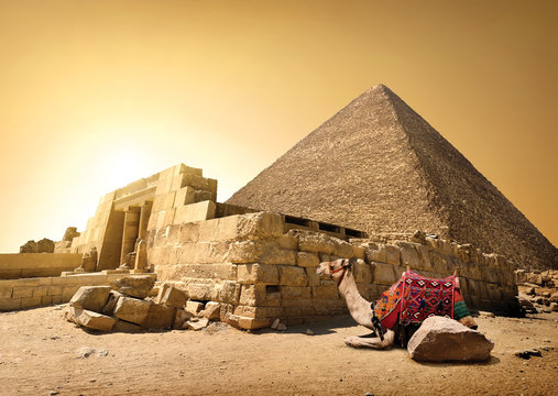 Camel and ruined pyramid