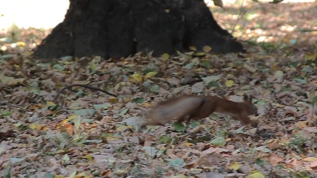 Squirrel in Park