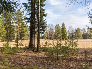 Obraz premium March day in Pavlovsk Park, St.Petersburg, Russia. 