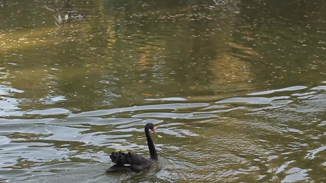 Swan swimming in city park lake