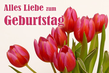 Tulpen pink, rot orange geflammt mit Geburtstagswunsch