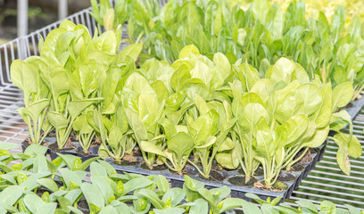 Cabbage vegetable shoots