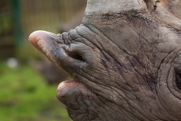 fotostudie van de mond van een zwarte neushoorn