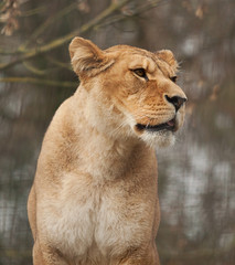 photo of an alert Barbary lioness