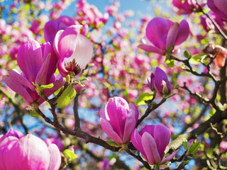 Obraz premium Rosa Magnolien