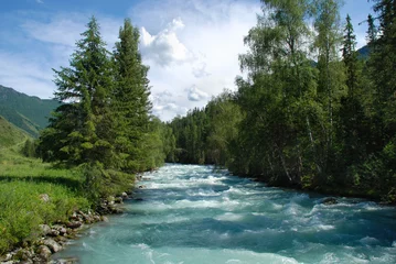 Stickers pour porte Rivière Altaï, rivière de montagne Kucherla, paysage forestier, Altaï, Russie