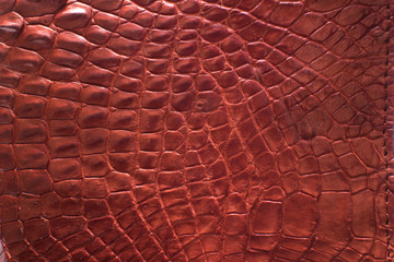 Alligator patterned background