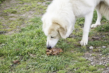 Mastiff dog eating