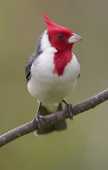 Primer plano de un pájaro (cardenal común, Paroaria coronata) posado en una rama, de perfil
