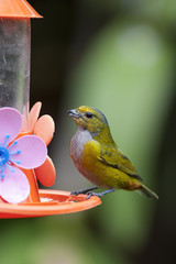 Ave tropical multicolor alimentándose en un bebedero artificial