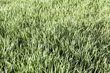 Fresh green grass