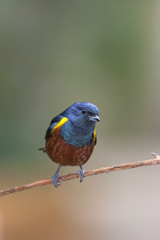 Pájaro multicolor posado en una rama, primer plano sobre fondo desenfocado