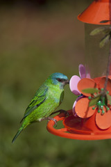 Ave tropical multicolor alimentándose en un bebedero artificial