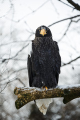 Steller's sea eagle