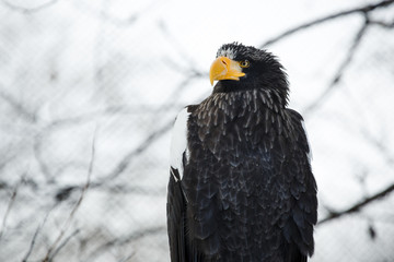 Steller's sea eagle