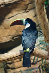 Whitechest toucan or sitting on a branch