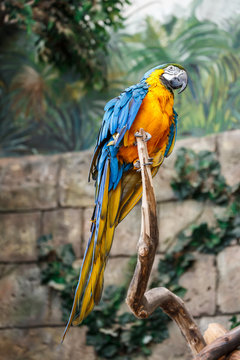 Fototapeta Blue and yellow parrot ara