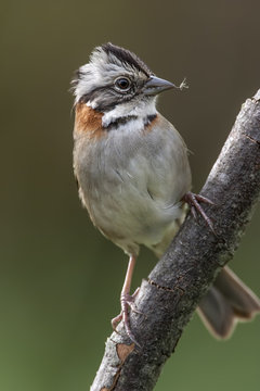 Primer plano de un p&aacute;jaro (chingolo, Zonotrichia capensis) posado en una rama, con una pluma en el pico