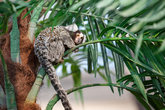 Common marmoset or Callithrix sitting on a branch