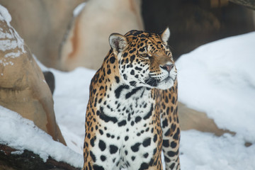 leopard or Panthera pardus closeup