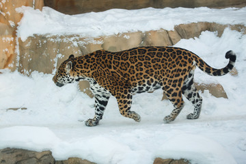 Leopard walking on snow