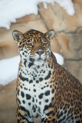 leopard or Panthera pardus closeup