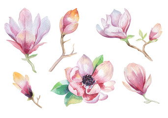 Naklejka premium Painting Magnolia flower wallpaper. Hand drawn Watercolor floral