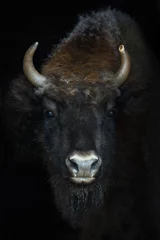 Foto op Aluminium Portret van een bizon © olegshishkunov