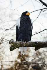 Steller's sea eagle